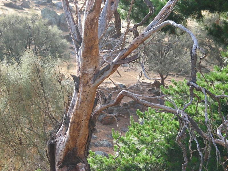 Illustration for article titled Can you detect the stealth animals hiding in all these pictures?